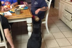 Begging At The Table