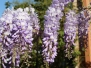 My Wisteria Bloomed